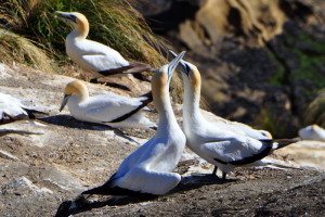 Een flikflooiend paartje kl
