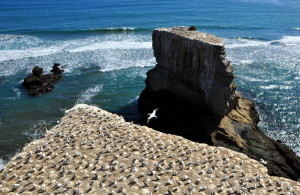Muriwai rotsen vol Jan van Genten kl