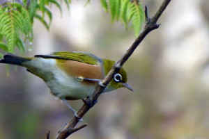 P1010305_Silvereye kl