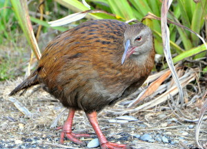 West Coast Weka mannetje