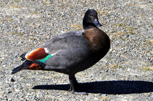 Paradijseend mannetje bij de campsite