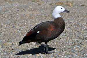 Paradijseend vrouwtje bij de campsite