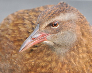 Portet van een West Coast Weka vrouwtje