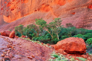 Oase in de Walpa Gorge 