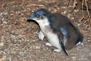 Jonge Fairy Pinguin