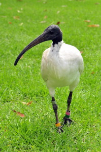 Australian White Ibis ook we Sacred Ibis genoemd, in de Botanical Gardens.
