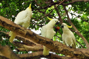 Cockatoos in de Botanical Garden
