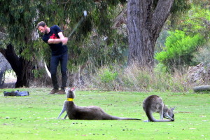 Kangeroo bekijkt de oefenslagen van golfer