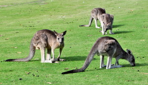 Eastern Grey Kangeroo's op het golf terrein van Anglesea