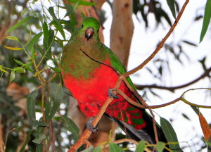 King Parrot
