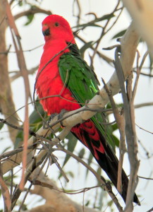 King Parrot