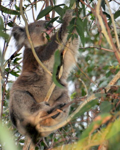 De Koala zijn favoriete bezigheid: eten