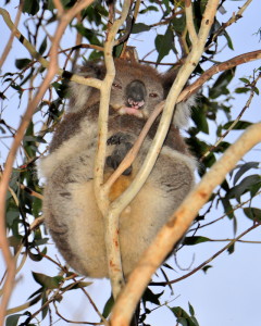 Deze Koala gaat een lekker tukje doen na het eten