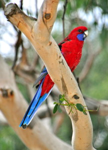 Crimson Rosella