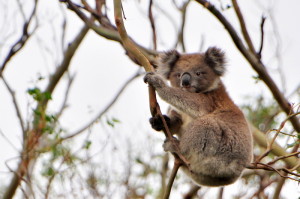 Jonge koala bij Cape Otway