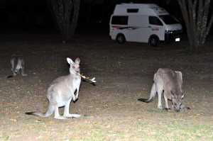 Eastern Grey Kangaroos bij onze campervan in de Grampians