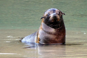 Een van de speelse rakkers op Wharariki Beach.