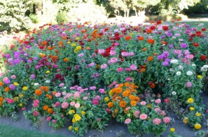 De Botanical Gardens brengen nog enige kleur aan deze zwaar getroffen stad