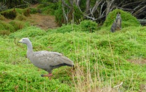 Cape Barren Goose met in de achtergrond een Swamp Wallaby