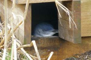Little Blue Pinguin in een nesthok bij Nobbies Center