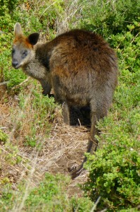Swamp Wallaby