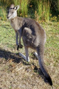 Eastern Grey Kangaroo