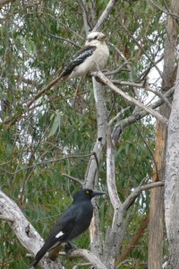 Kookaburra en Karrawong