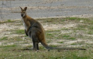 Western Grey Kangaroo