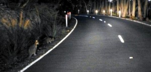 Wallaby's langs de weg