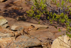 Hagedis in Kings Canyon