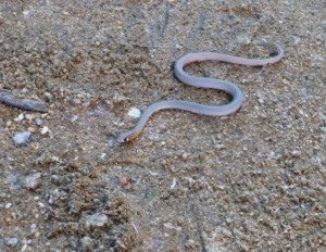 Yellow Faced Whip Snake bij Simpsons Gap