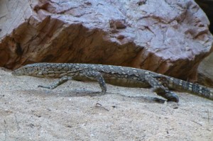 Varaan bij Simpsons Gap