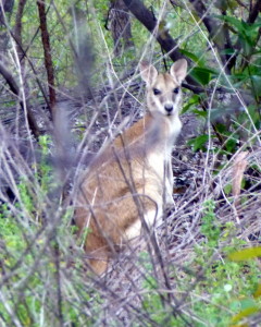 Een van de Agile Wallaby's bij Bitter Springs 