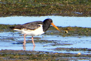 Pied Oystercatcher