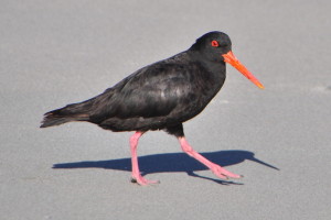Een ander type Oystercatcher:  De Variable Oystercatcher.