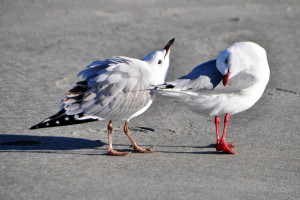 Herfstkriebels op Wharariki Beach.
