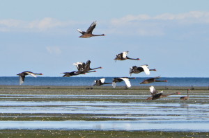 Zwarte zwanen in de vlucht bij Farewell Spit.