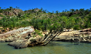 scheefgegroeide bomen