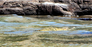 Freshie ofwel zoetwater krokodil