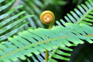 varens in het Monsoon regenwoud