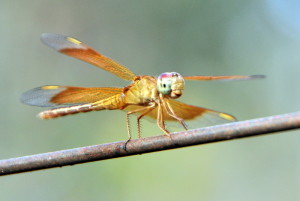 Een van de prachtige libelle's die we hier tegen kwamen. Ik vind zijn koppie zo lief!