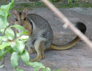 Short-Eared Rock Wallaby bij Ubirr