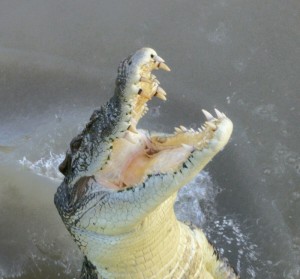 Salty tijdens de cruise