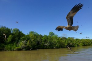 Ook Sea Eagles en Black Kites laten zich zien tijdens de cruise