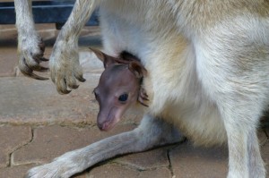 Baby "Joey" Wallaby