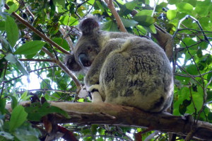 Koala
