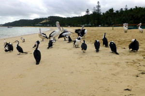 Pelikanen en aalscholvers op Moreton Island