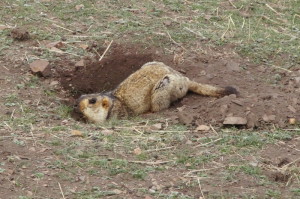 De Chinese berg marmot, met staart toch zeker 80 cm lang