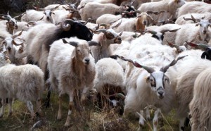 De schapen worden bij elkaar gedreven...