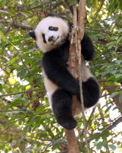 En als je gegeten hebt kruip je voor een tukje voor de rest van de dag in een boom. 